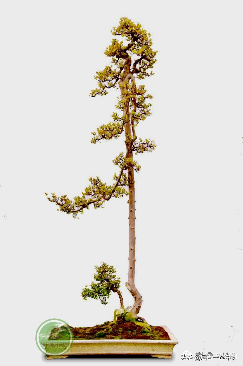 盆景跌价,盆景跌枝怎么解决