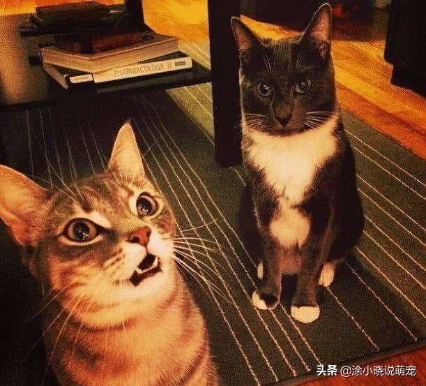 辟谣猫咪并非黑夜都能看得清,猫咪辟谣