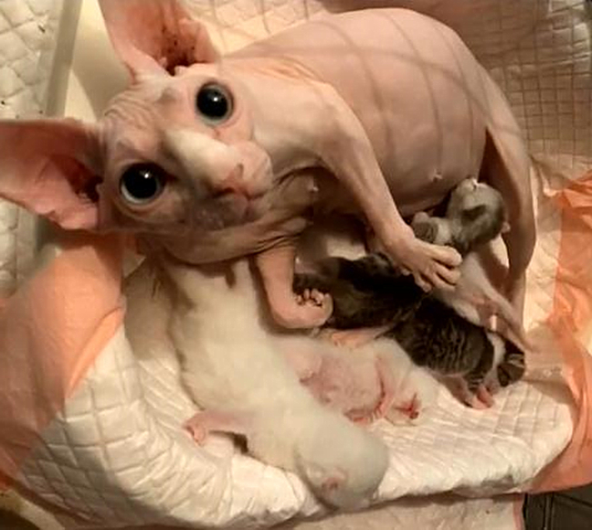 无毛猫最后被收养了吗,无毛猫照顾幼崽