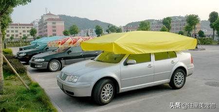 因为主人的疏忽狗狗死了,因为自己的疏忽狗狗死于车祸