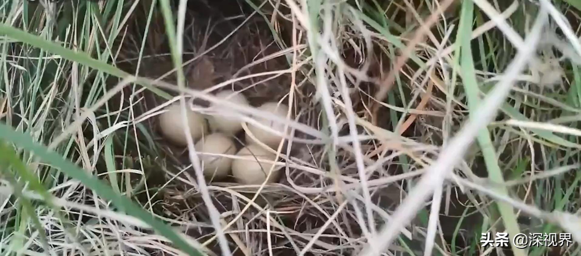 野鸡为什么泛滥成灾,野鸡泛滥成灾为什么还是保护动物