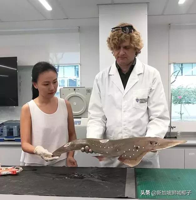 新加坡超市有卖中国的货吗,新加坡奇怪特产