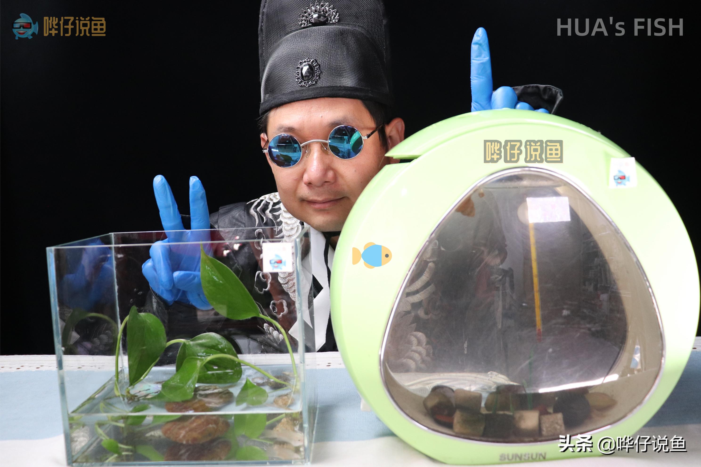 河里抓的小鱼能和观赏鱼混养吗,野外鱼和观赏鱼混养会死吗