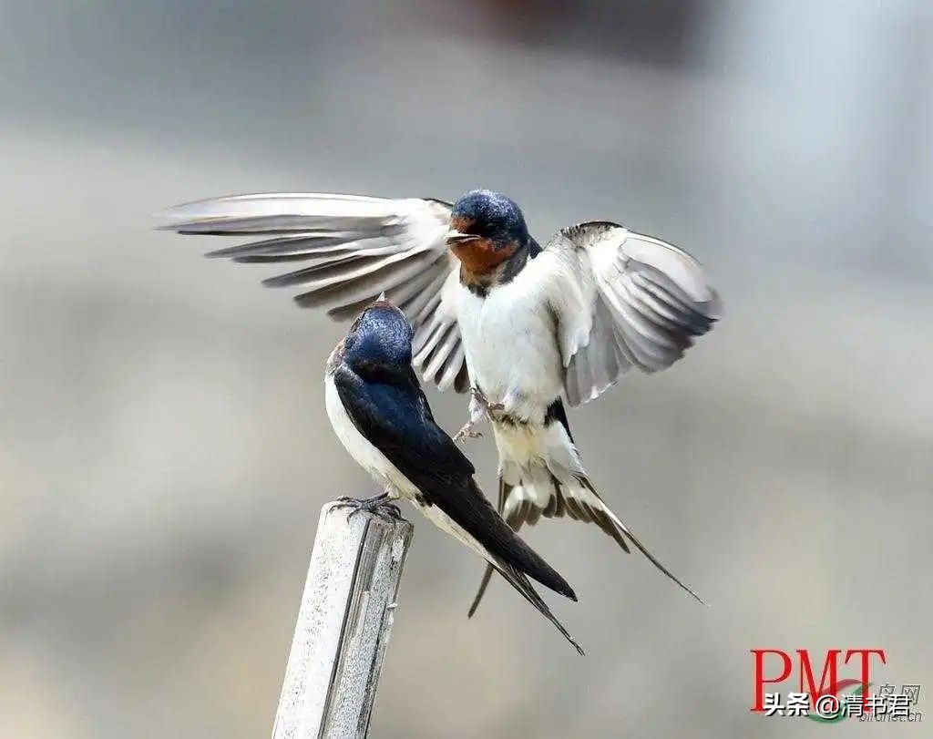 雨燕是世界上飞得最快的鸟吗,雨燕是飞得最快的燕子吗