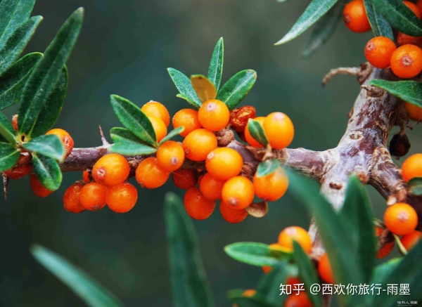 *疆新**瓜果攻略最好的季节配最美味的水果