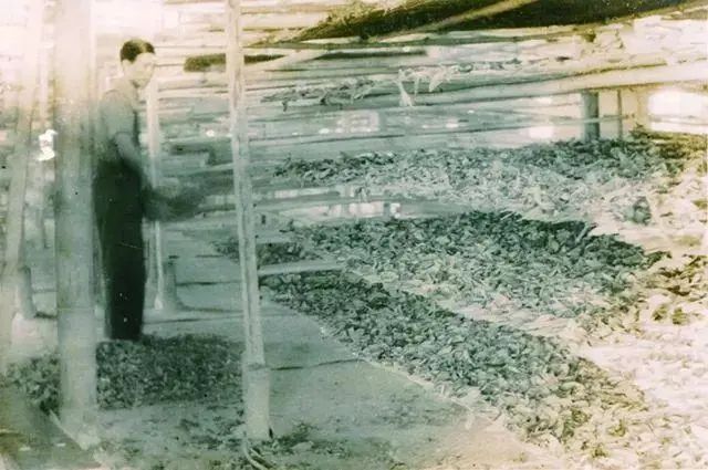 深度解析普洱茶的熟茶简史,探寻正宗普洱熟茶的特点