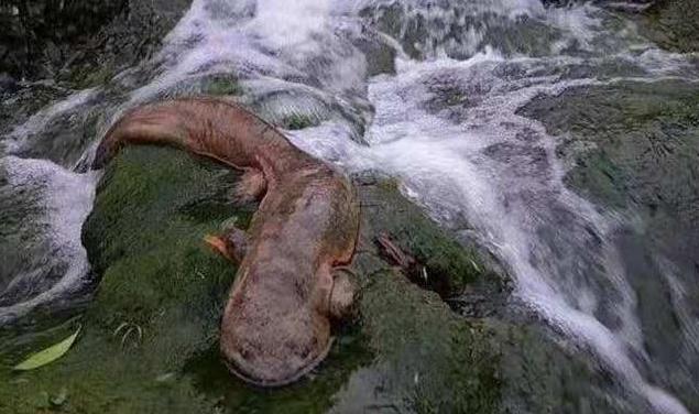 娃娃鱼养殖出路,娃娃鱼的出路在哪里