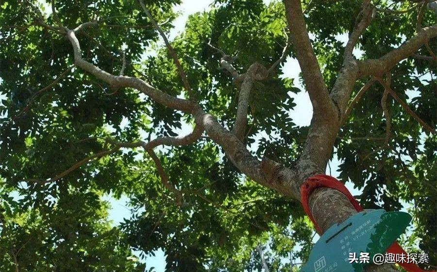 将剧毒涂在身上，不怀好意的野狗全被毒死，唯一善用毒的啮齿动物