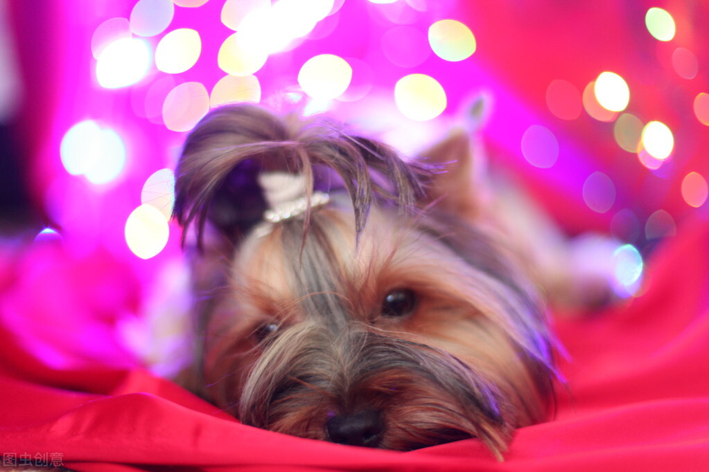 汪星人的常见疾病图片,狗犬常见病