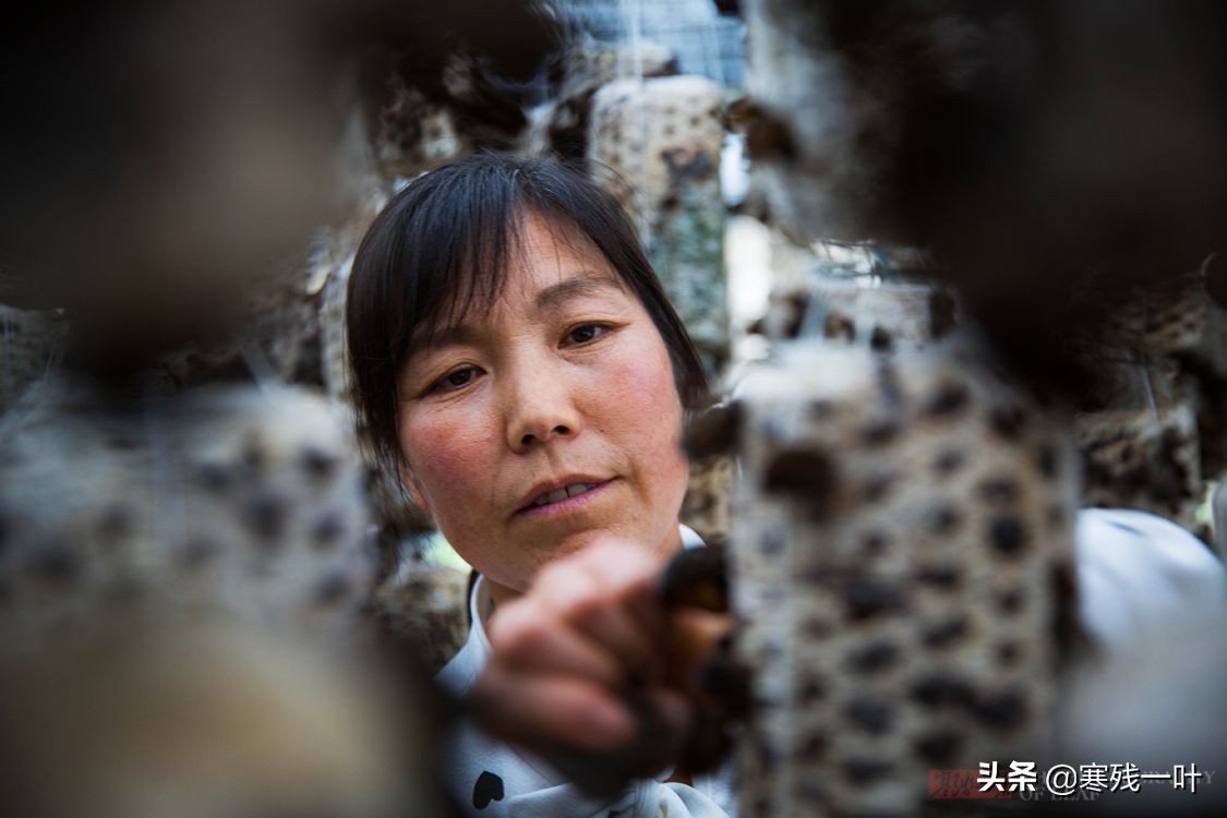 纯天然的野生木耳生长过程,山里采的野生木耳一斤多少钱