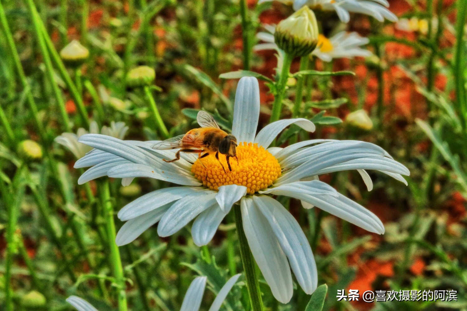 佳能80d画质选择哪档好,佳能80d出图