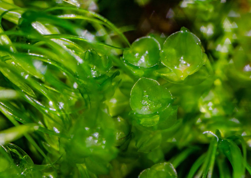 苔藓生活在阴暗潮湿的环境中,苔藓岁月