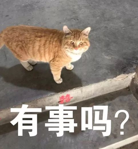 猫圈玄学,十橘九渣