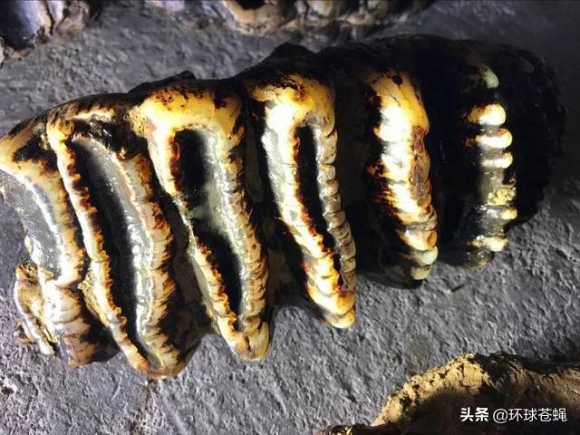 中国十大天坑汉中天坑排名,陕西汉中十大天坑群