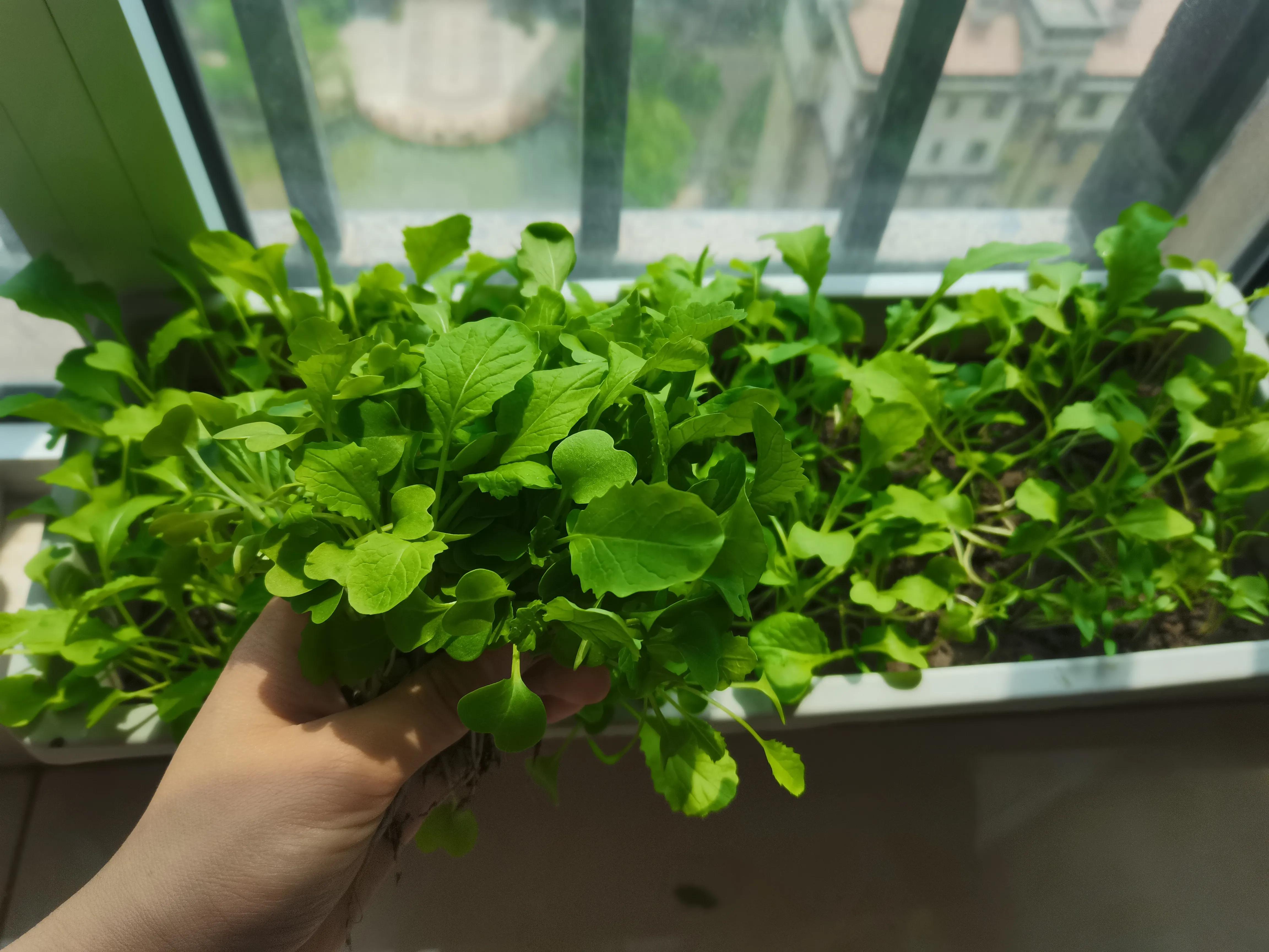 不要放弃农村的宅基地,不要放弃自己的农村宅基地