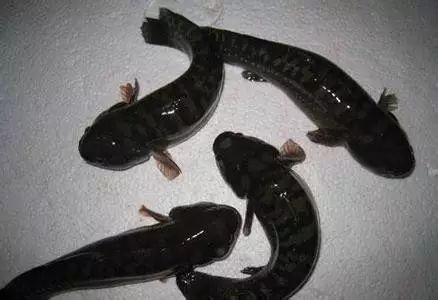 醴陵市海鲜收藏排行榜,海鲜礼盒收藏价格表图