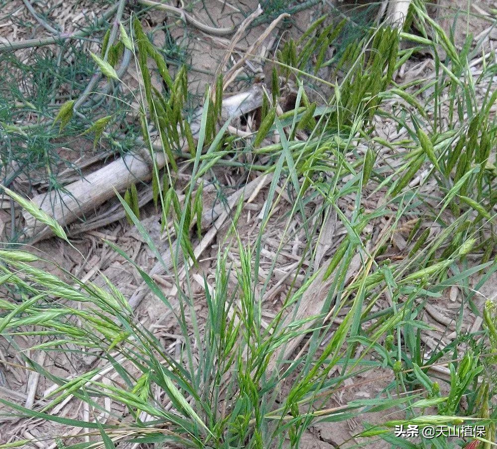 野燕麦杂草,野燕麦卖给谁