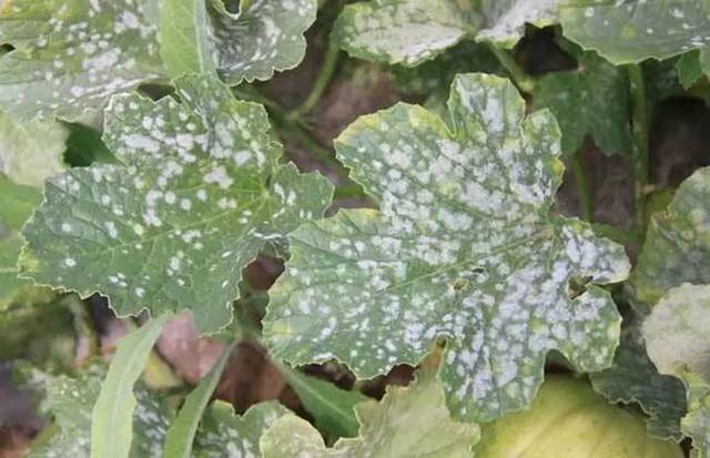 甜瓜*粉白**病危害严重，减产损失可达50%以上，8个防治方法效果好