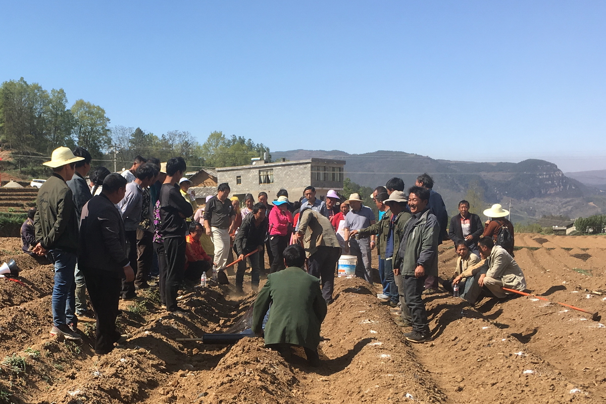 彝良县奎香科技园区重楼种植基地,彝良奎香最新规划