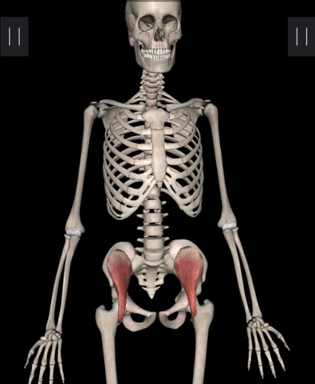 锻炼髂腰肌最有效方法图解,不懂健身动作练到的肌肉