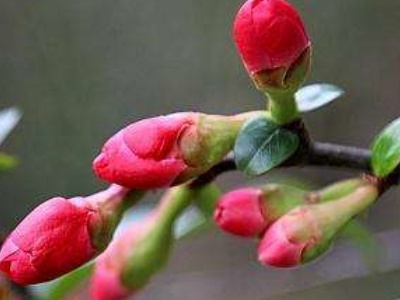 怎样养花生根快,怎样养花