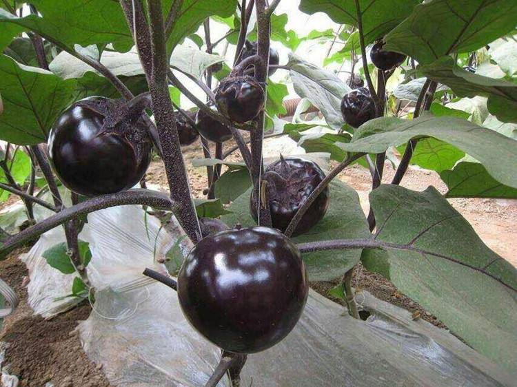 茄子病害绵疫病,茄子绵疫病