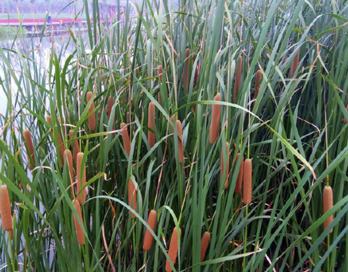 过年回老家长满杂草,回老家路上看到草一样的东西