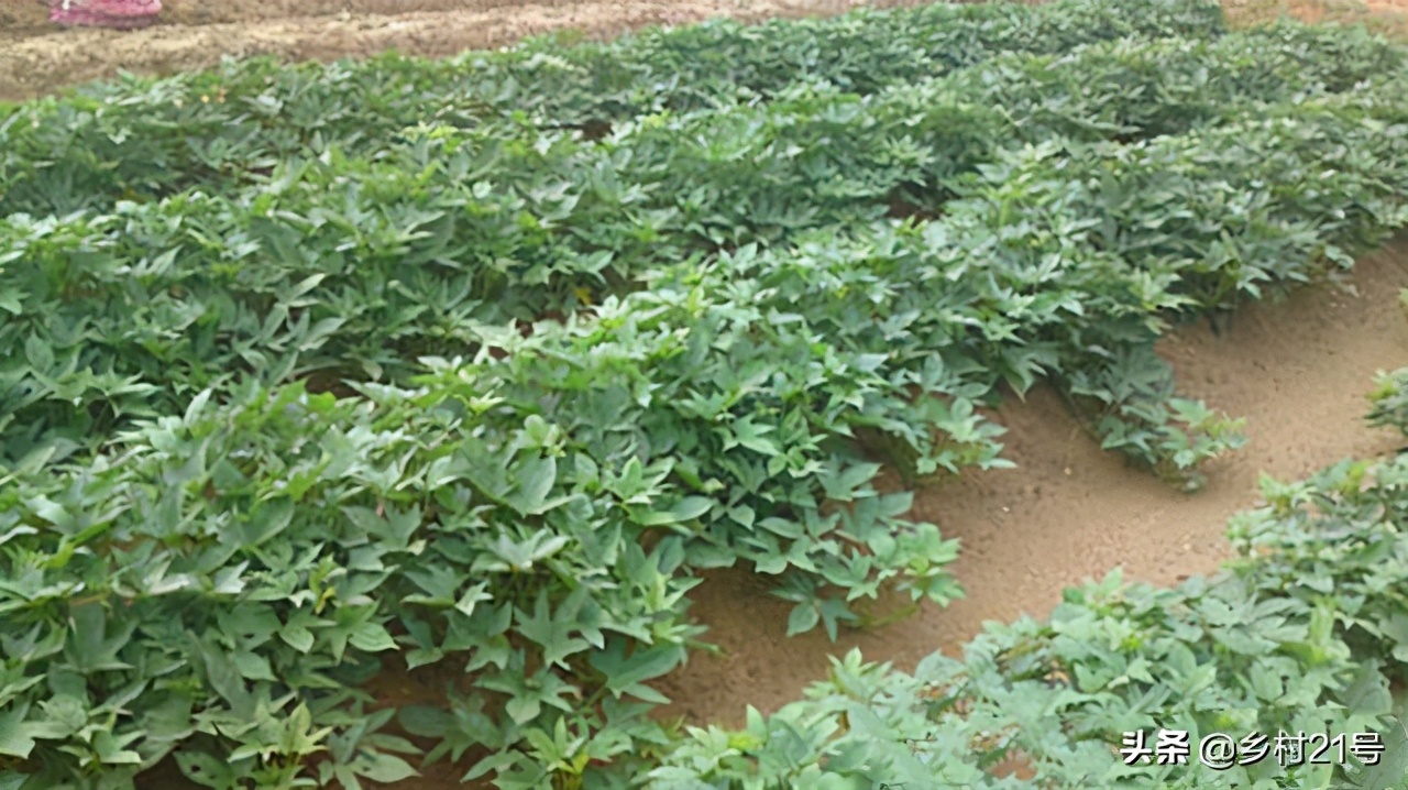 沙土地抗旱种植红薯,沙土地种红薯没水可以吗