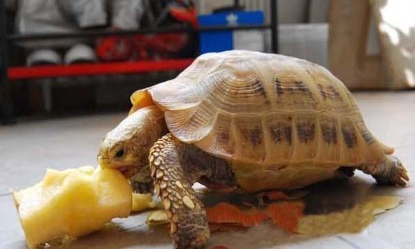 养殖龟分析,养殖陆龟犯不犯法