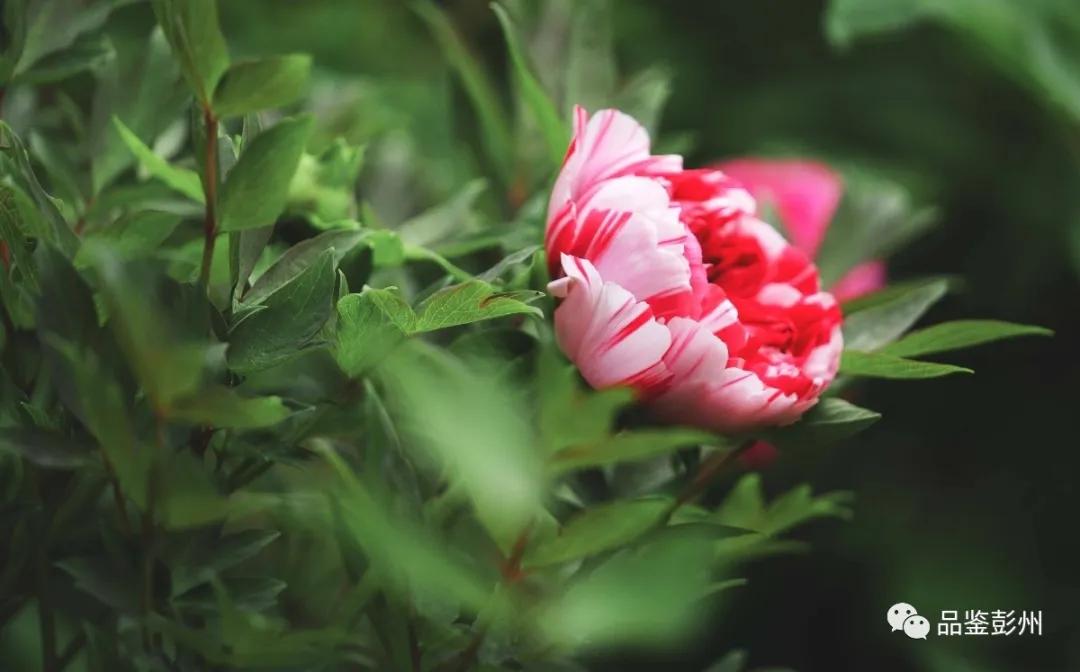牡丹花开惹人醉鸟语花香,牡丹花开国色天香惹人醉