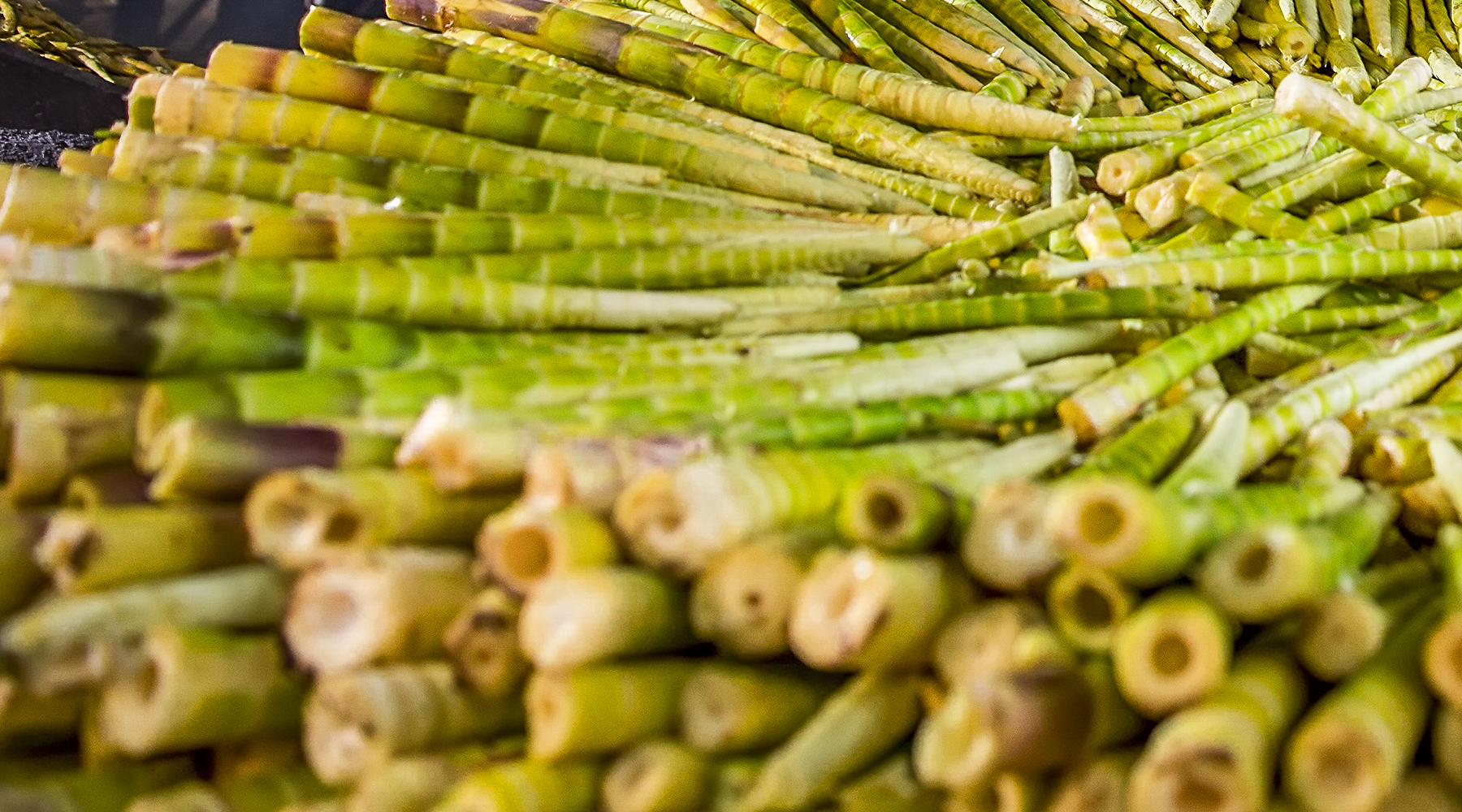 南川文旅在澳大利亚悉尼唱响“金佛山+春夏秋冬”四季歌