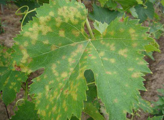 露天葡萄进入幼果期，霜霉病发生严重？转变思路，提早预防很关键