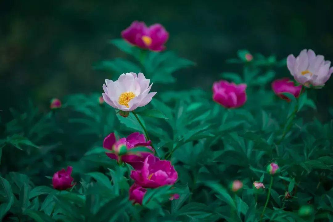 槽糕,是心动的感觉!这个神秘花谷正在悄然绽放!走,去拍照~