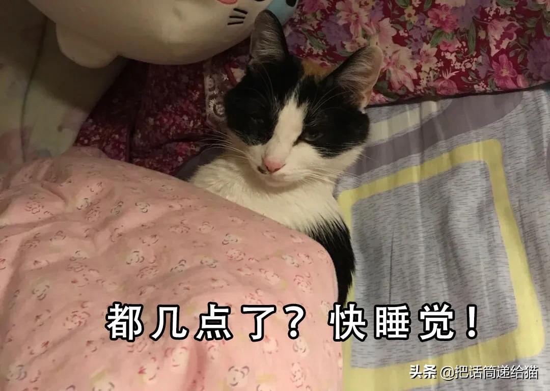 求助！我的猫以为自己是我妈怎么办？
