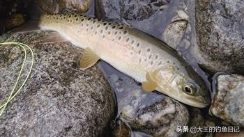 中华鳖保护动物,鳖是国家一级保护动物么