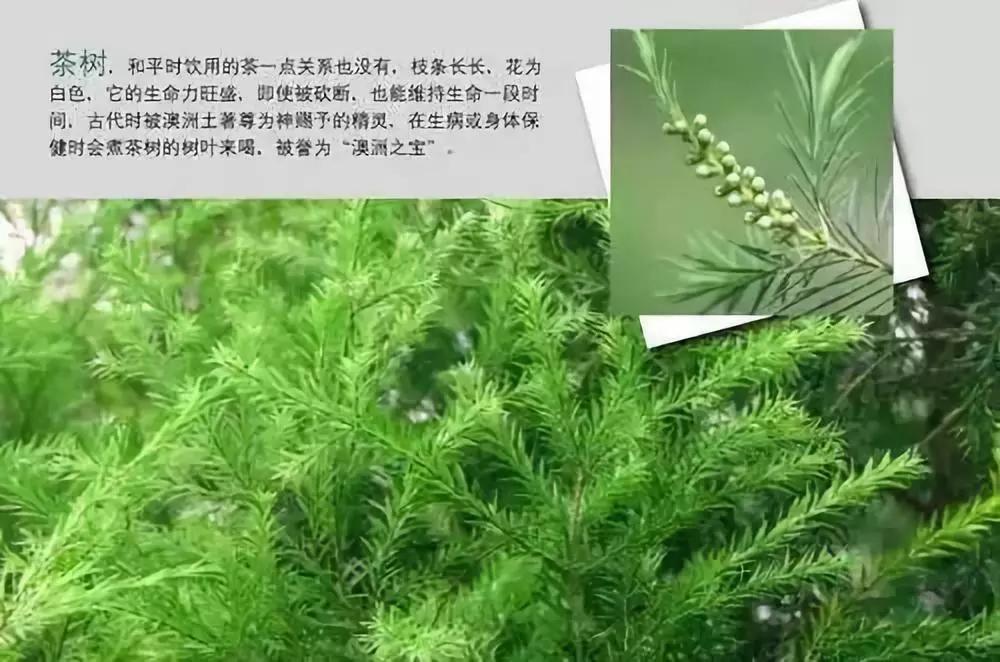 山茶油和茶树油有什么区别,山茶油很多是假的吗