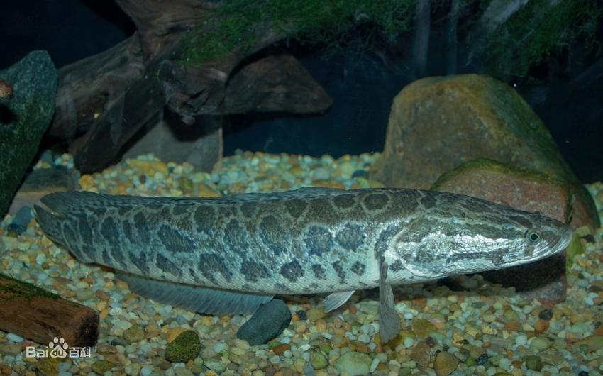 淡水鱼种类黑鱼图片,淡水鱼介绍系列之十七乌鳢