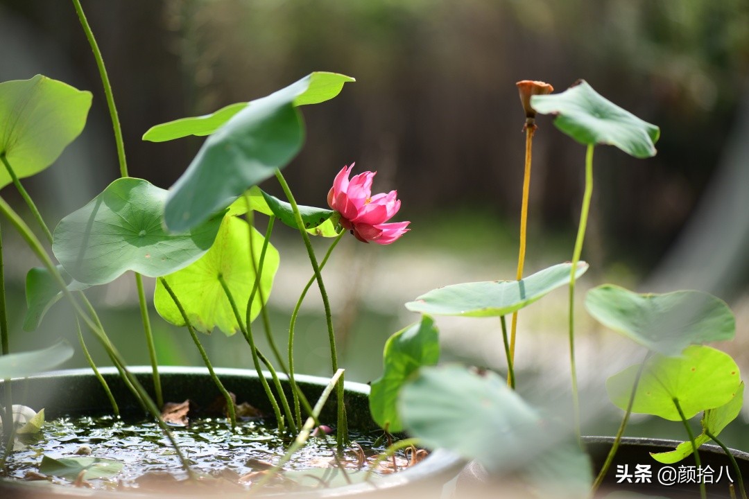 碗莲种藕生长到开花全过程,碗莲种藕到开花的过程