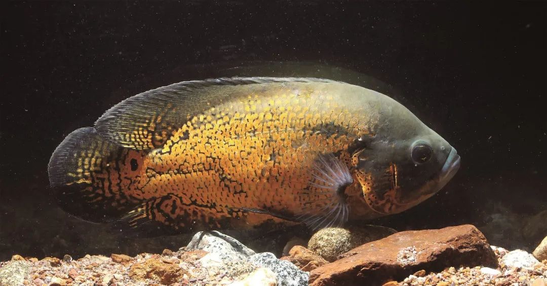 盘点那些大到离谱的淡水鱼,各种淡水鱼你认识吗