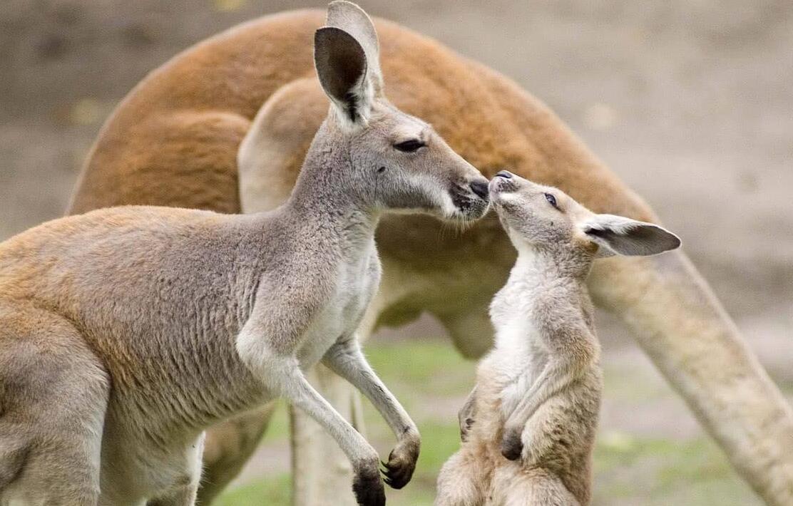 澳洲袋鼠大战,澳大利亚满大街的袋鼠
