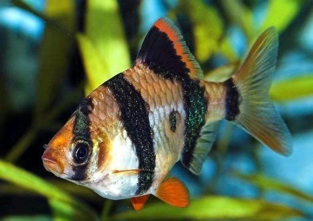 什么观赏鱼最便宜又好养,几种观赏鱼