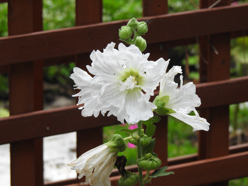 精灵之约•节气“植”说│上海的二十四节气花园小暑