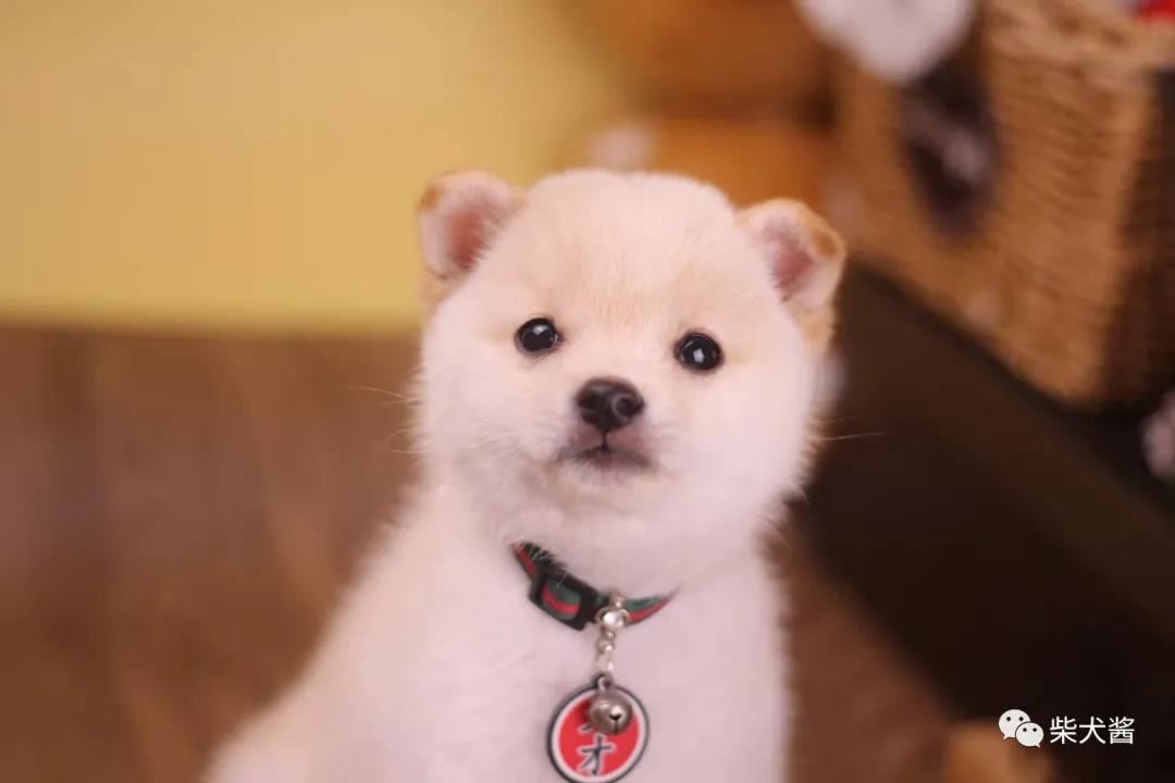 如何买到便宜又纯正的柴犬,哪里可买到又便宜又正宗的柴犬