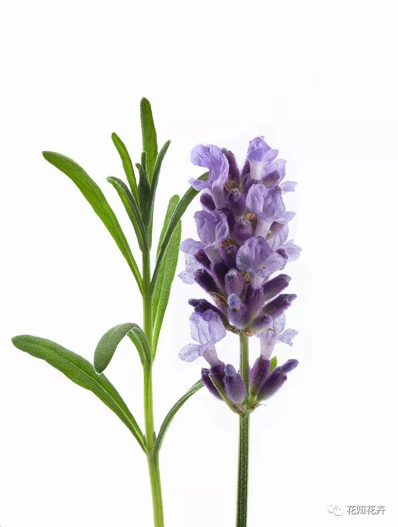 薰衣草真假精油的鉴别方法,熏衣草干花真假辨别