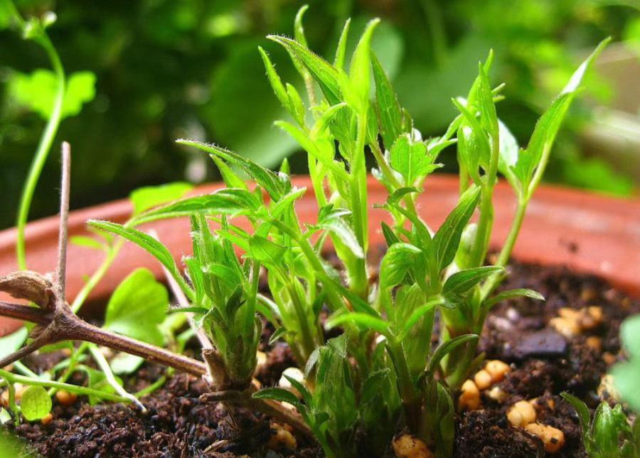 神仙水是不是智商税网红爆款,神仙水是不是智商税