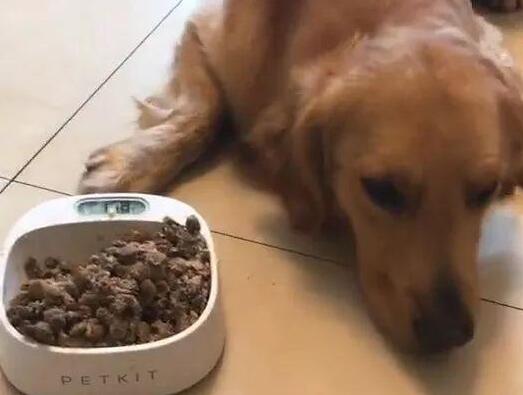 金毛狗排便特别臭怎么回事,金毛便便黑不成形