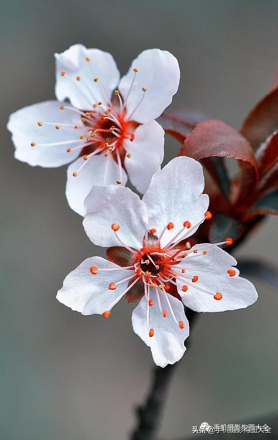 拍花十大必备技巧,拍花的100种构图