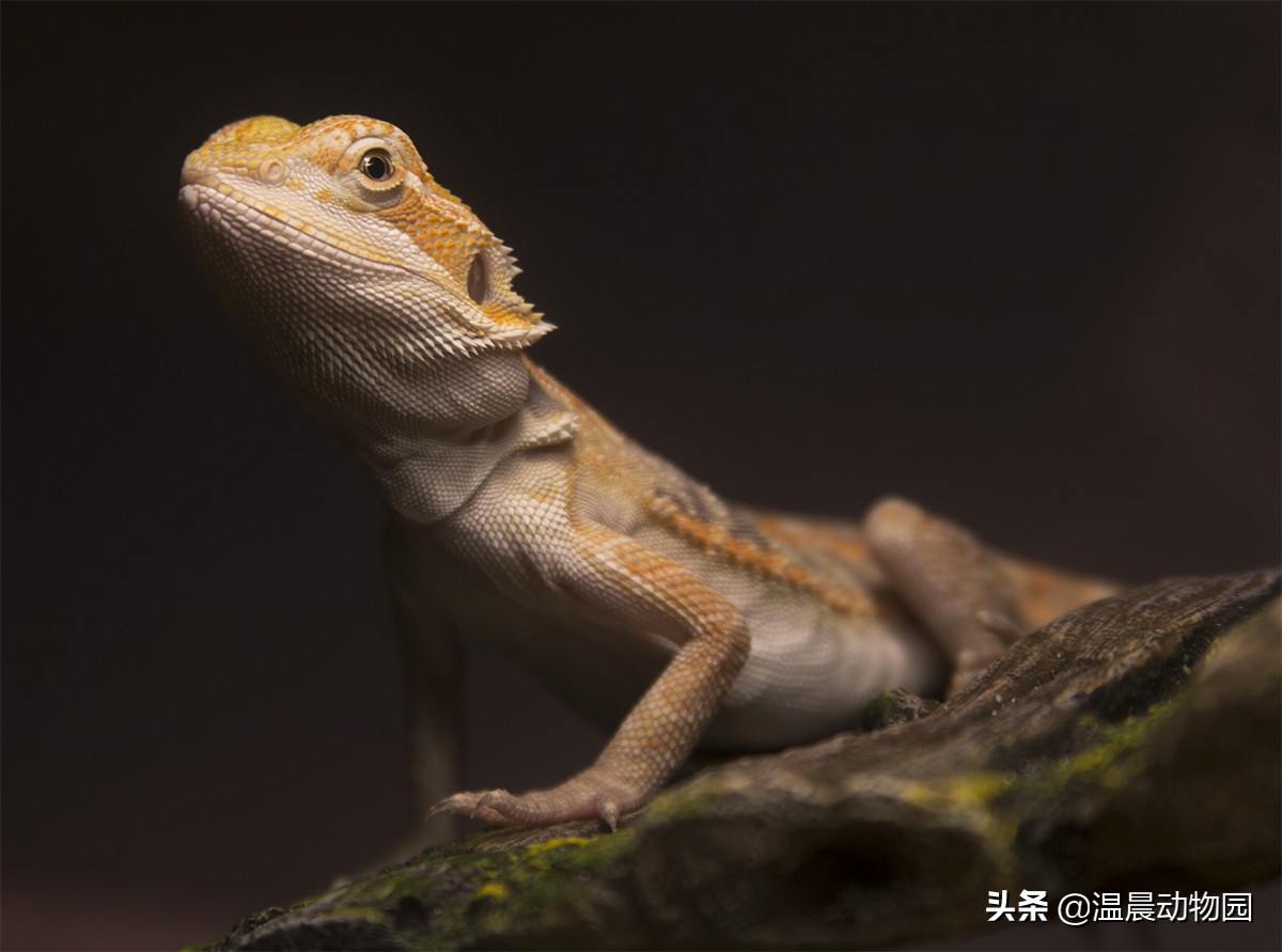 养鬃狮蜥需要知道什么,鬃狮蜥新手养公的