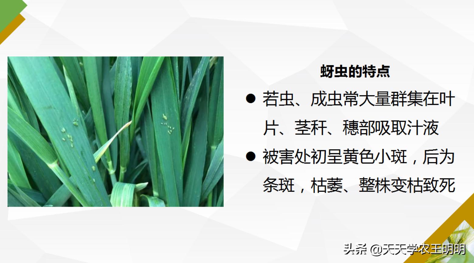 小麦虫害防治指南,小麦虫害的预防与防治