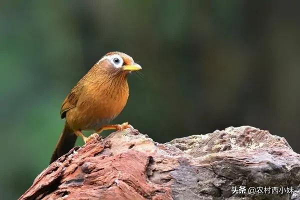 画眉鸟雏鸟15天可以直接喂饲料吗,画眉鸟饲料存放在冷冻箱里可以吗